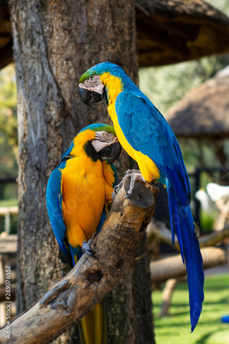 parrots in a tender moment
