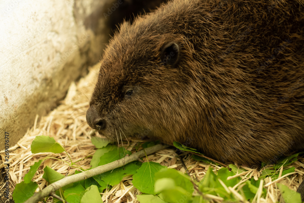 River beaver lying on wood shavings and looking left. Side view, close up. Animal protection concept. Nature biosphere reserve in Voronezh Oblast. River beaver lying on wood shavings and looking left. Side view, close up. Animal protection concept. Nature biosphere reserve in Voronezh Oblast.