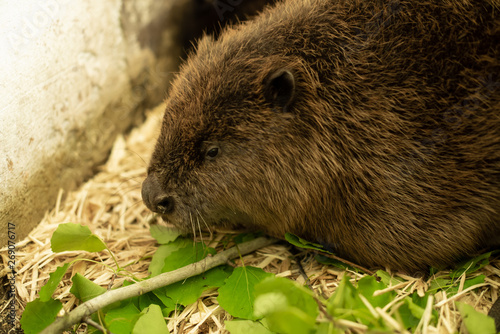 River beaver lying on wood shavings and looking left. Side view  close up. Animal protection concept. Nature biosphere reserve in Voronezh Oblast.