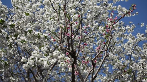 Blooming white cherry blossoms against the blue sky