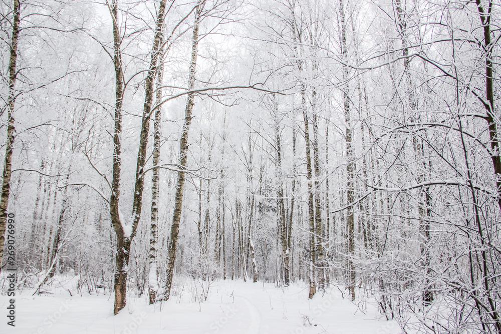 Birch grove in the winter in the snow. White trees. Trees in the snow. Snow picture. Winter landscape grove of white trees and snow. Birch grove in the winter in the snow. White trees. Trees in the snow. Snow picture. Winter landscape grove of white trees and snow.