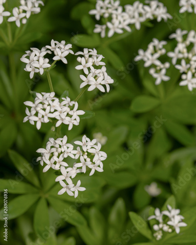 Waldmeister - Blüten - Nahaufnahme (galium odoratum) © fotomarekka