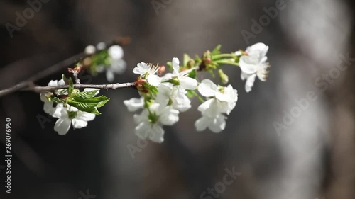 Blooming white cherry blossoms against the blue sky