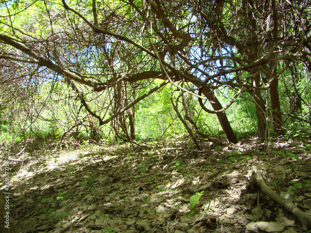 Naklejka premium Wild forests on the small island of Pastramagiul