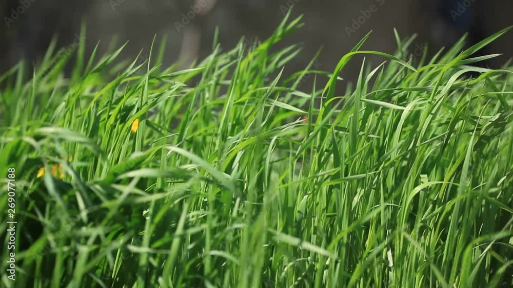 Close-up grass sways in the wind Close-up grass sways in the wind