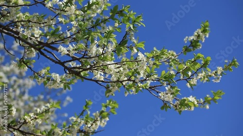 Blooming white cherry blossoms against the blue sky
