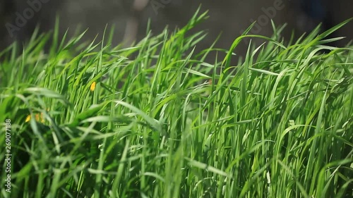 Close-up grass sways in the wind