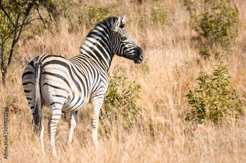 side profile of a zebra in grassland