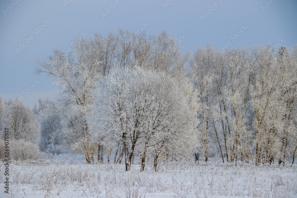 Birch grove in the winter in the snow. White trees. Trees in the snow. Snow picture. Winter landscape grove of white trees and snow. Birch grove in the winter in the snow. White trees. Trees in the snow. Snow picture. Winter landscape grove of white trees and snow.