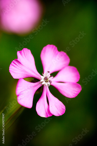 Purple wild flower background fine art in high quality prints products