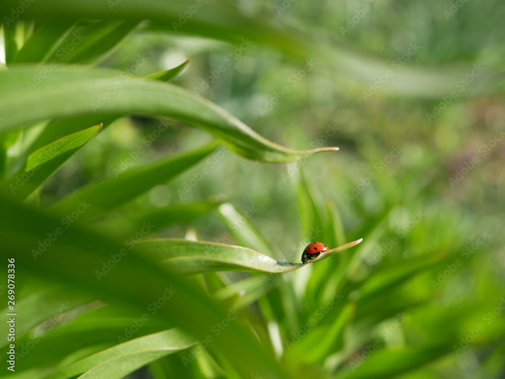 Ladybug crawls over a green leaf on a blurred background of nature Ladybug crawls over a green leaf on a blurred background of nature