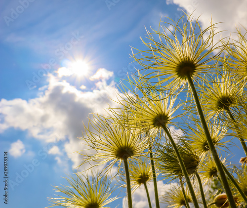 Alpine anemone (Pulsatilla alpina apiifolia) fruits on a background of blue sky with sun and clouds © OLAYOLA