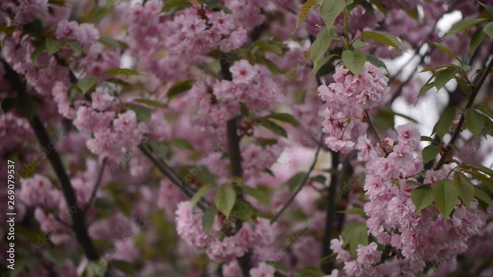 Sakura is blooming. Sakura branches. Sakura is blooming. Sakura branches.