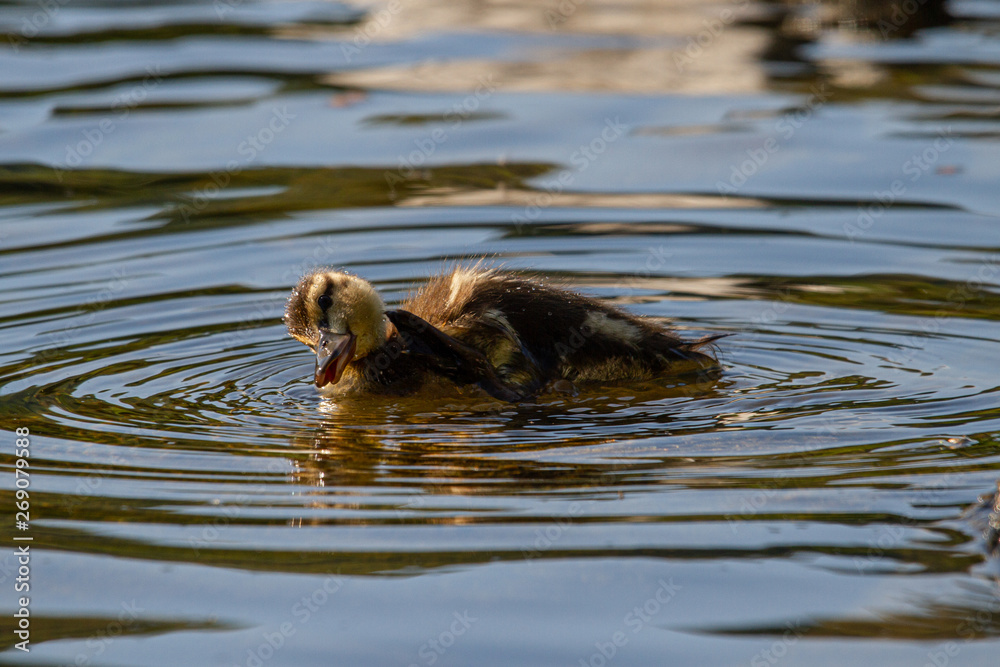 River Tweed Ducklings Duck Scotland Scottish Borders River Tweed Ducklings Duck Scotland Scottish Borders