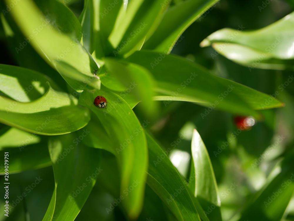 Two Ladybugs enjoying some quiet time on the green leaf of an herb on blur natural background Two Ladybugs enjoying some quiet time on the green leaf of an herb on blur natural background