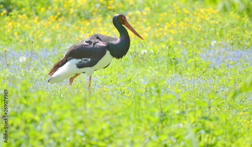 Black Stork walks a Flower Medow