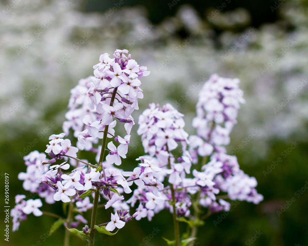 Light mauve or purple wallflowers bloom in the spring with a cluster of flowers; Wallflowers in front of many small white flowers blurred in the background; Light mauve or purple wallflowers bloom in the spring with a cluster of flowers; Wallflowers in front of many small white flowers blurred in the background;