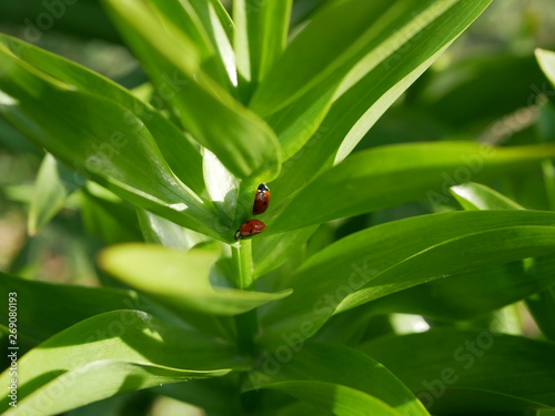 Two Ladybugs enjoying some quiet time on the green leaf of an herb on blur natural background