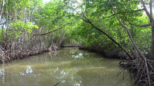 flooded forest of mangrove trees photo