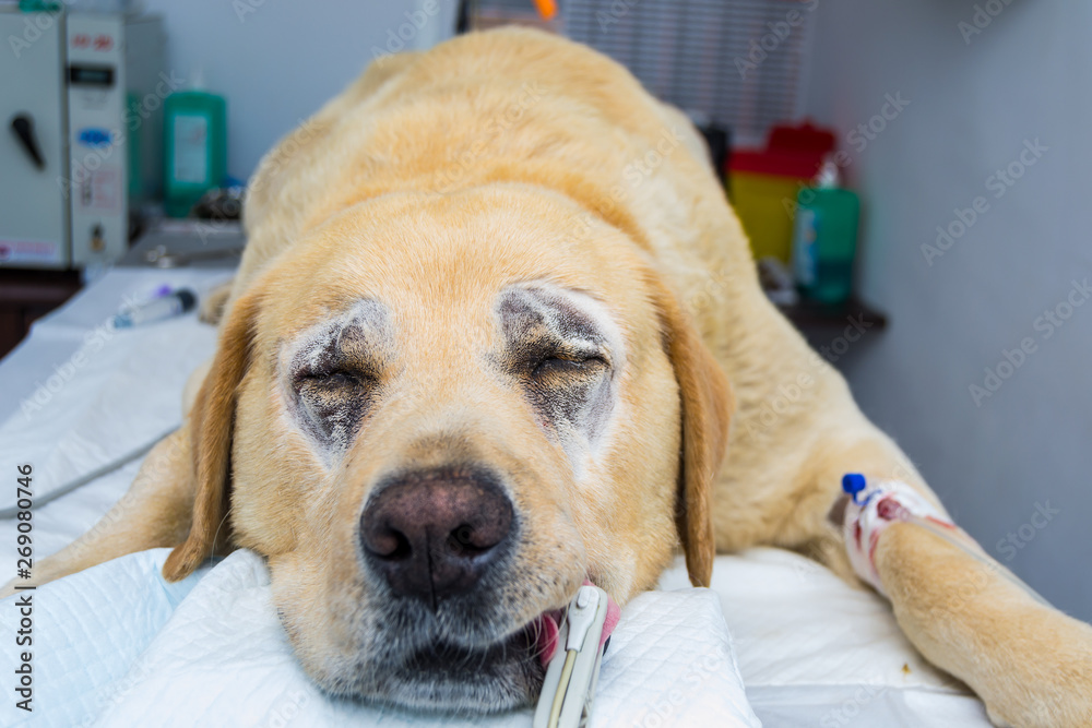 labrador veterinary clinic