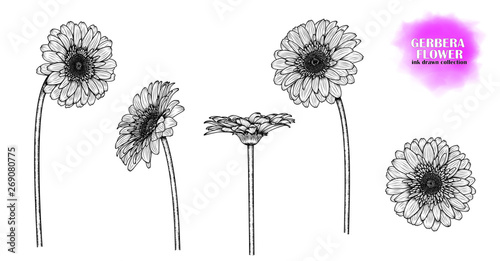 Set of 5 flowers of gerbera  chamomile  chrysanthemum   hand-drawn. Ink-drawn flower. Vector EPS 10.