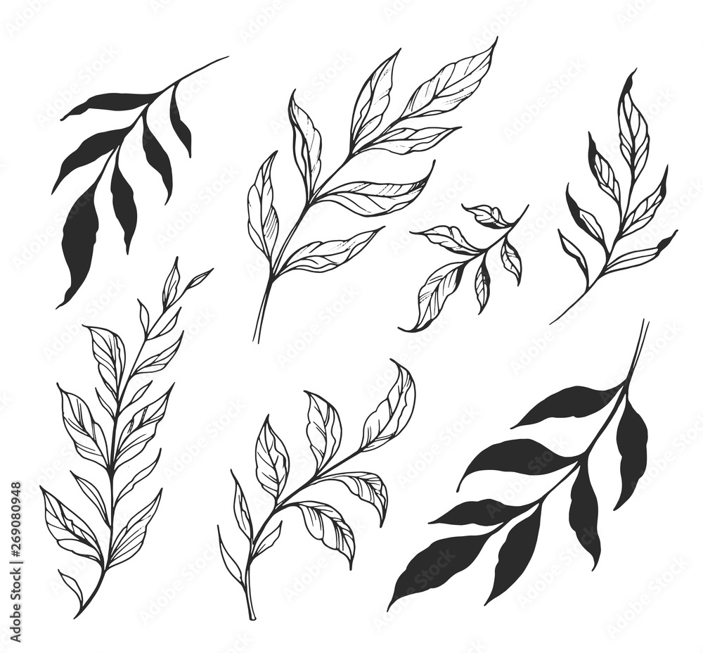 Set of branches with leaves. Hand drawn decorative elements. Vector outline