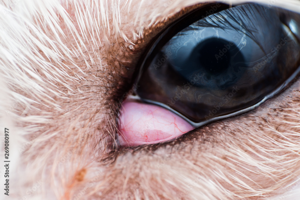 The prolapsed lacrimal gland in dog closeup. Dog with cherry eye Stock
