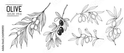Olive branches. Hand drawn illustration. Vector outline with transparent background