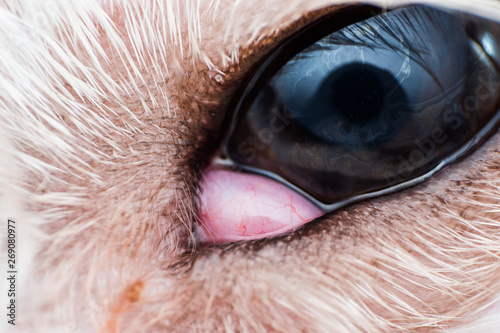Foto The prolapsed lacrimal gland in dog close-up. Dog with cherry eye