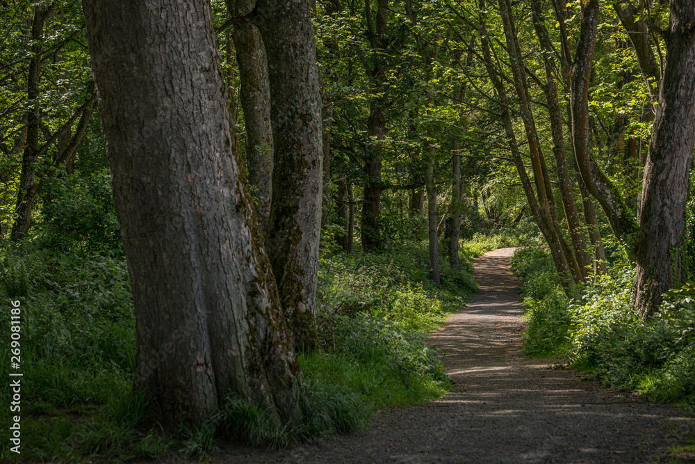 Fairy Glen Footpaths at Fullerton Park Near Troon in Scotland. Fairy Glen Footpaths at Fullerton Park Near Troon in Scotland.