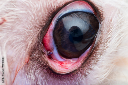 Pocket technique in cherry eye surgery photo