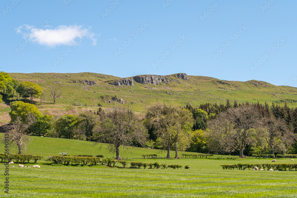 Cauld Rocks Hillside and Scotland's Ayrshire Farmlands with Young Lambs, Treelined hedges and a Blue Sky Behind Largs