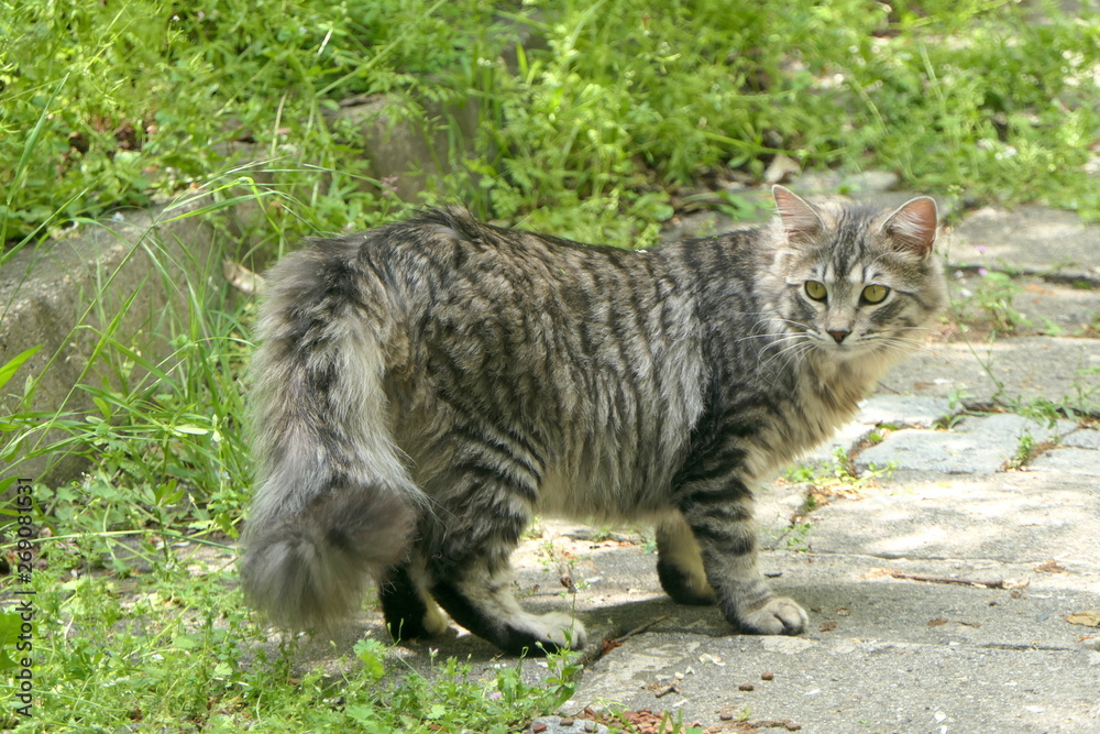 Wildkatze getigert Wildkatze getigert