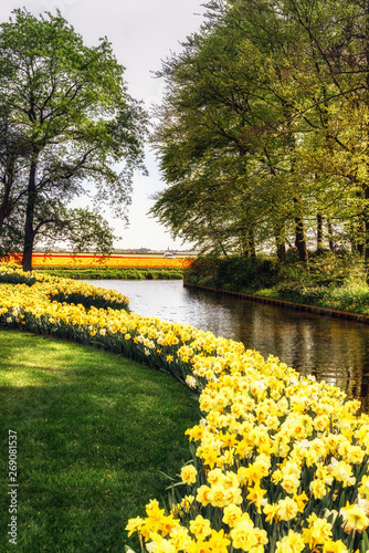 Spring in the flower park, vertical landscape. Yellow narcissus next to water canal with tulip fields in the background. South Holland countryside, Lisse, Netherlands.
