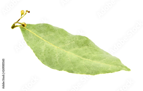 Laurel leaf bay one single dried spice seasoning isolated on white background with clipping path.