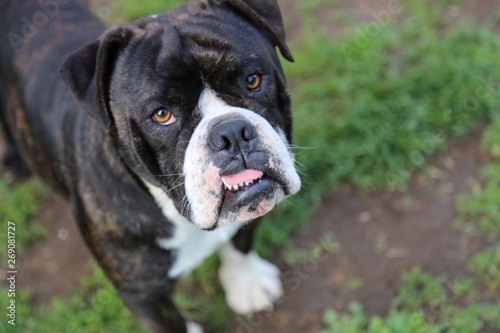 Bulldogge