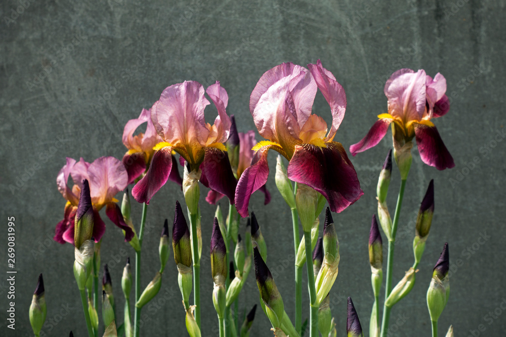 Obraz premium Pink and purple iris flowers against the gray fence background