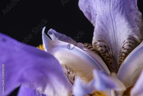Fototapeta Naklejka Na Ścianę i Meble -  purple iris on black background