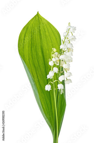 Lily of the valley flowers with leaves isolated on white background