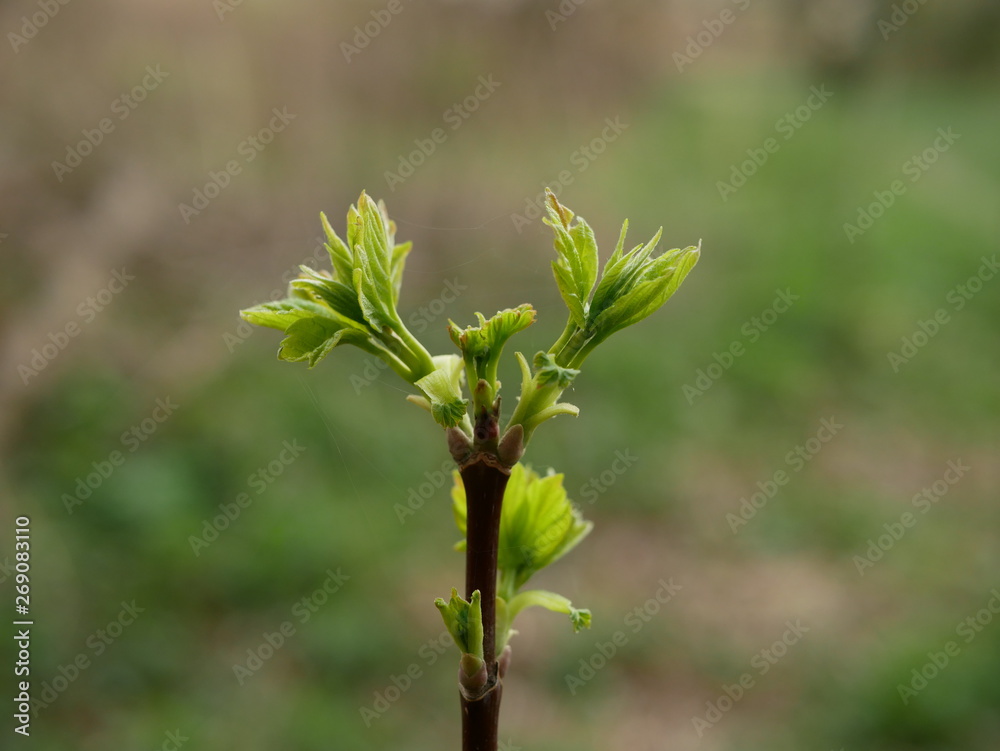 symmetrical sprout with green leaves on a blurred background of nature. photo of flora symmetrical sprout with green leaves on a blurred background of nature. photo of flora