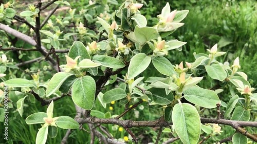 Close up of a branch with white pink quince