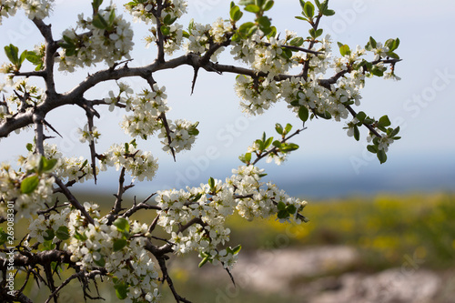 Wild cherry blossoms at the lower plateau Chatyr-Dag, Crimea. Blooming yellow mountain meadow on the background.