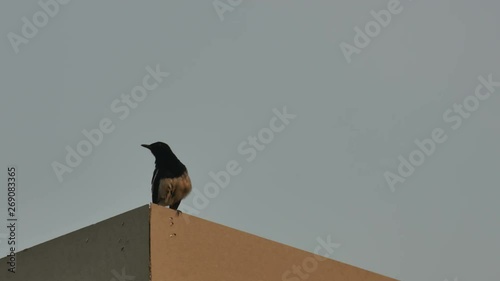 Oriental magpie-robin bird is relaxing on the roof in the evening