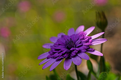 Violet wild flower background fine art in high quality prints products