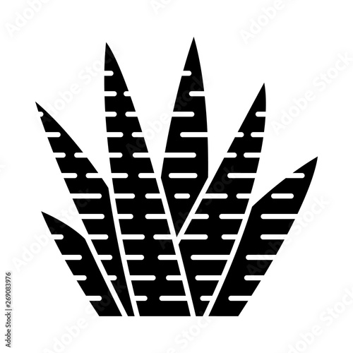 Zebra cactus glyph icon