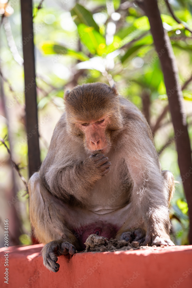 Indian monkey sitting on a fence in Rishikesh Indian monkey sitting on a fence in Rishikesh