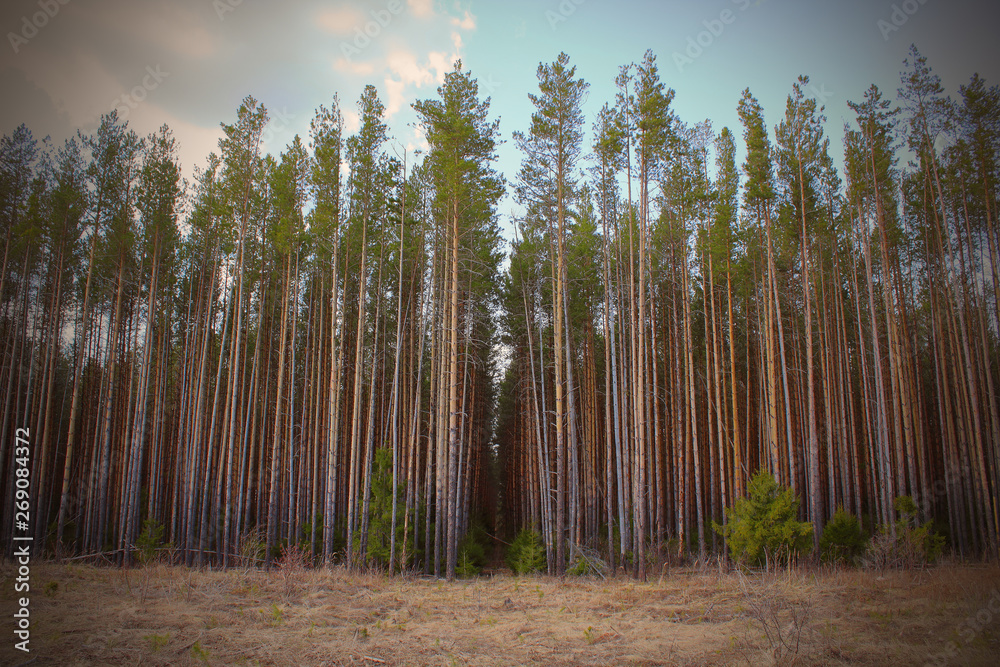 Beautiful tall pines. Pine forest. Background. Landscape. Beautiful tall pines. Pine forest. Background. Landscape.