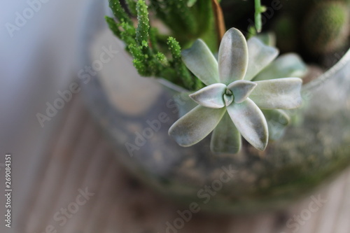 Graptopetalum paraguayense - Planta Fantasma photo