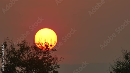 sunset over the shoot of plant in tree