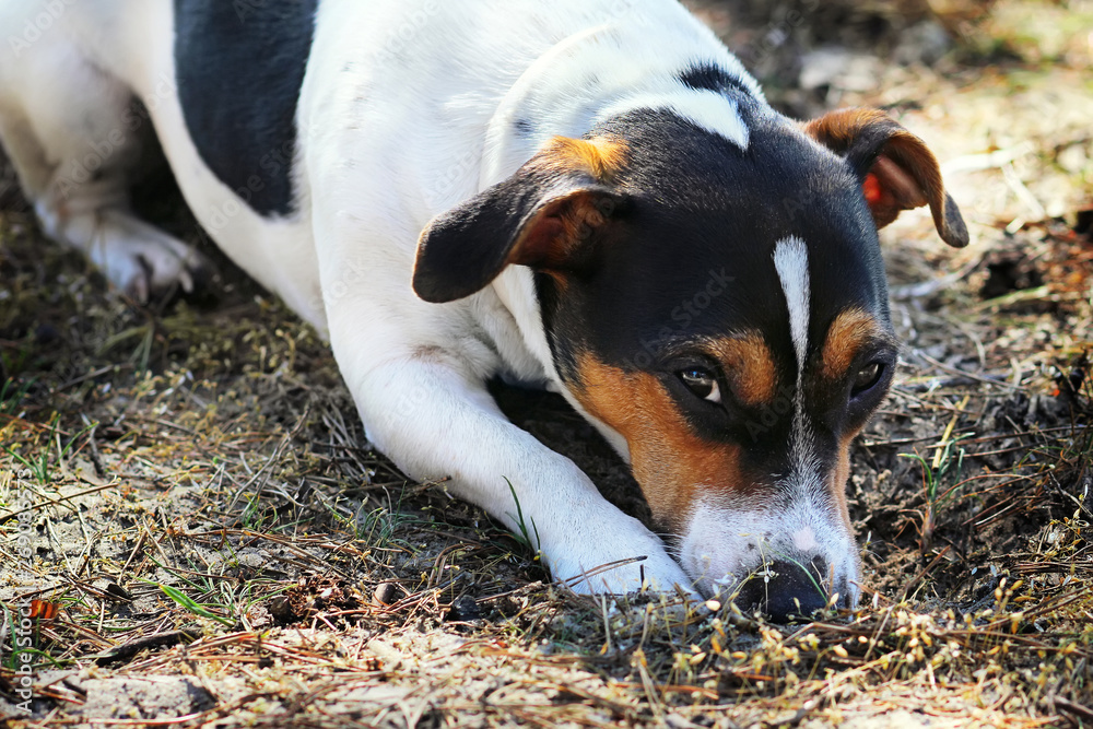 Jack Russell Terrier is lying in a park. Jack Russell Terrier is lying in a park.